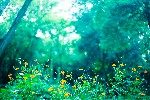 森の中の花